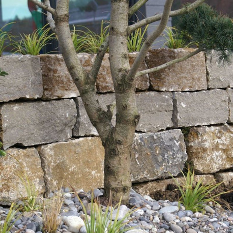 30-40 cm hohe Muschelkalk-Mauersteine blaugrau